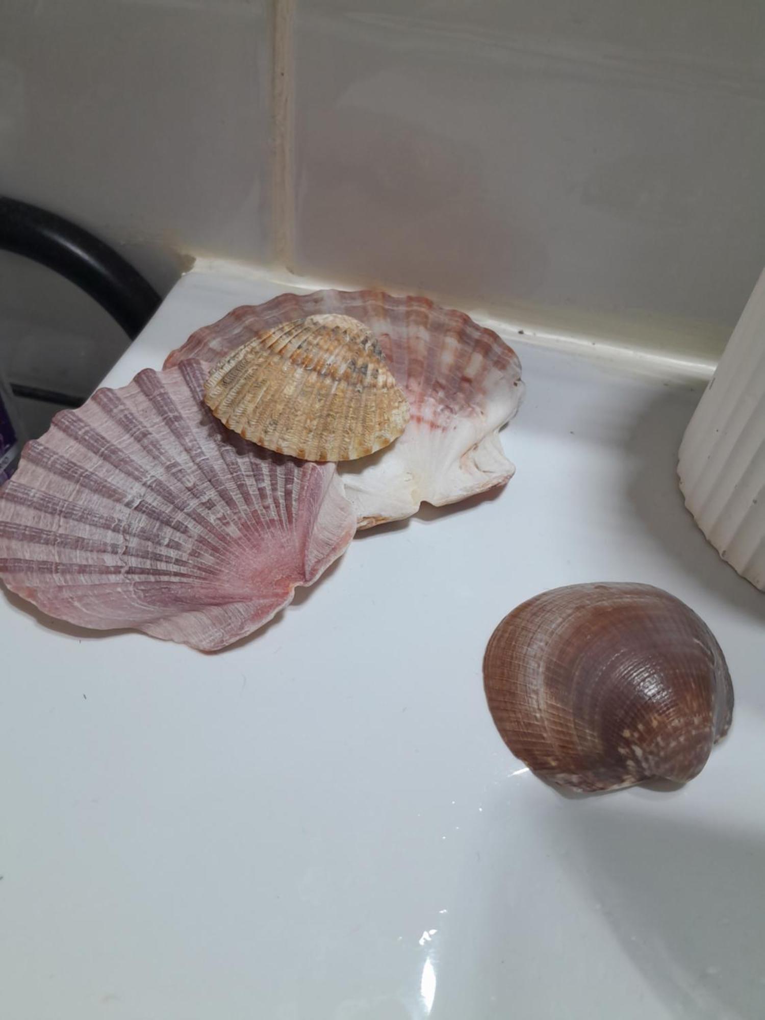 Gemuetliches Zimmer "Gold" Fuer 2 Personen Und Katzenliebhaber Valência Exterior foto