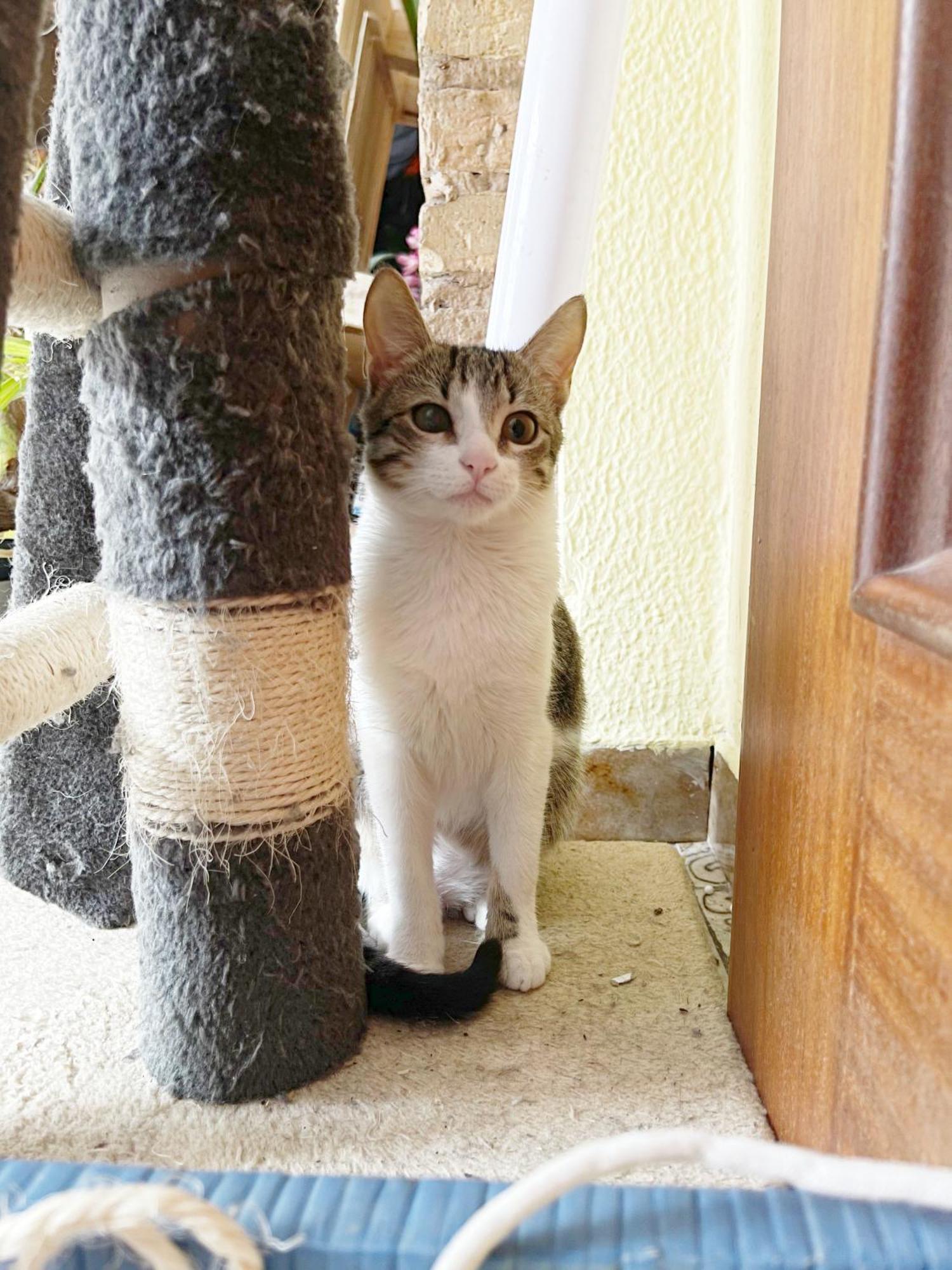 Gemuetliches Zimmer "Gold" Fuer 2 Personen Und Katzenliebhaber Valência Exterior foto